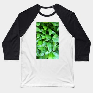 Lemon Tree Leaves Baseball T-Shirt